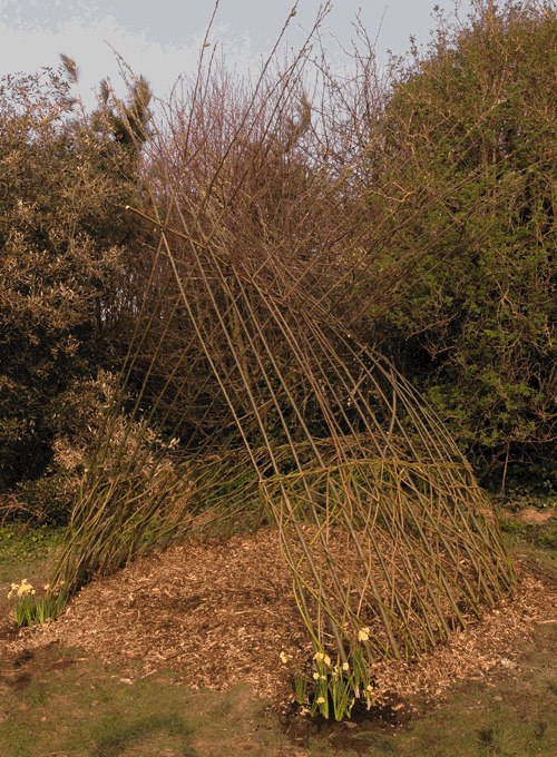 Living Willow installation plus bulb planting
