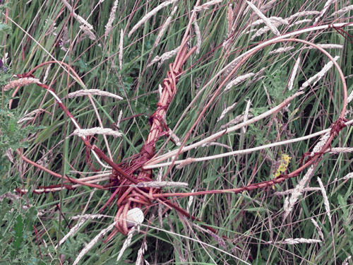 Willow dragonfly