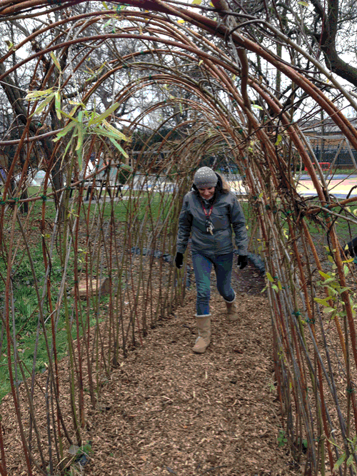 Living Willow tunnel, created as part of LB Newham Parks Project