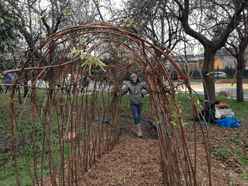Living Willow tunnel, created as part of LB Newham Parks Project