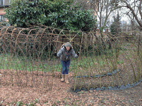Living Willow tunnel, created as part of LB Newham Parks Project