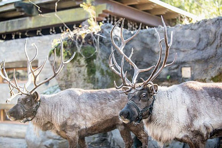 Reindeer Arrive at Oregon Zoo