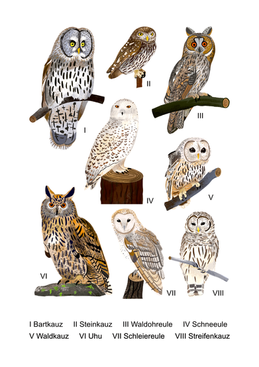 Eule - Kopie-min.png