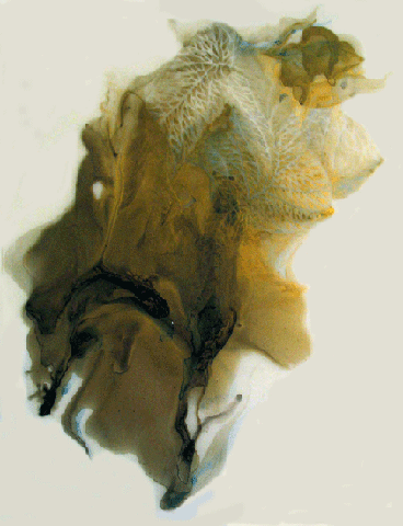 Rotte Tree 2004-04