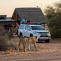 lioncamp.png