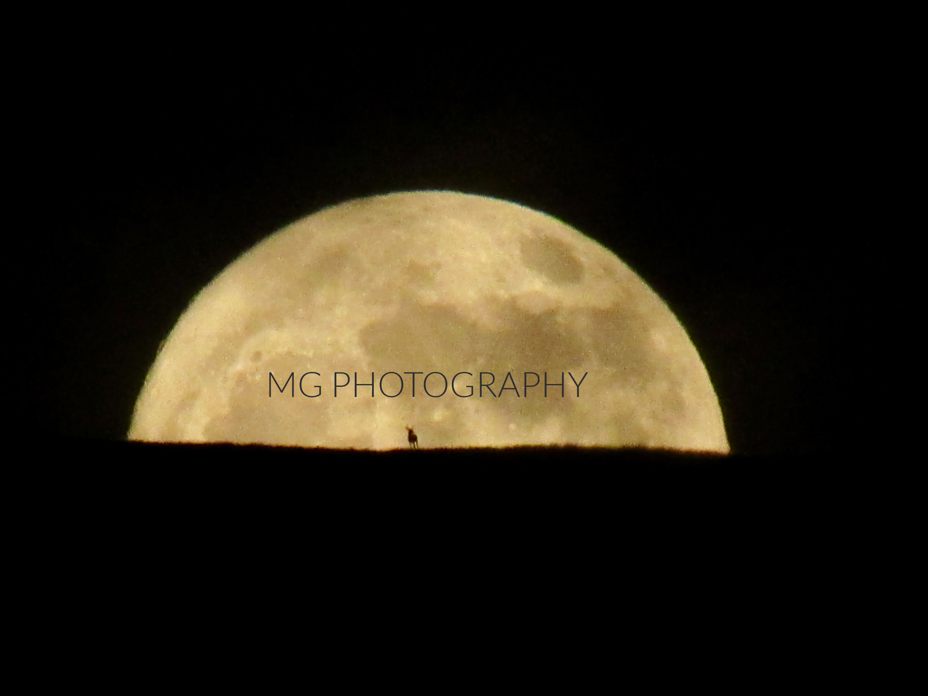 Big Moonrise with Elk