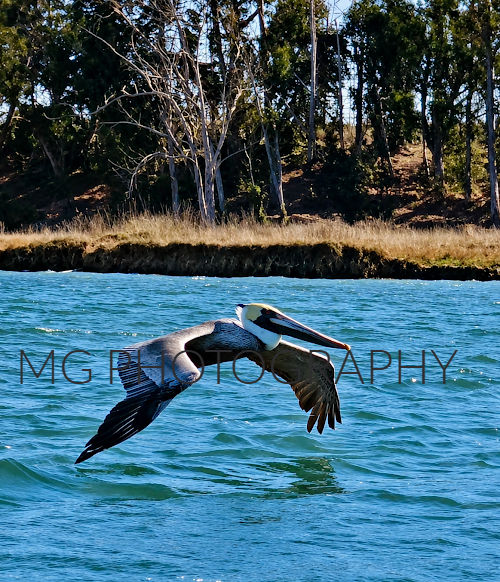 Pelican over water