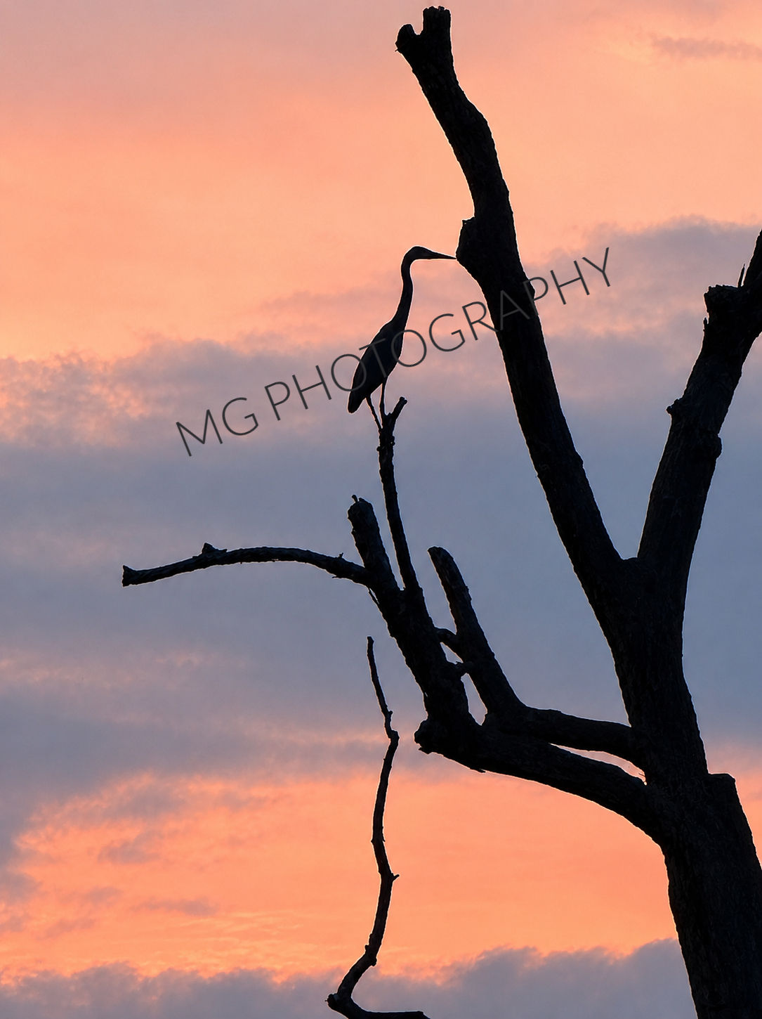 Sunset Heron