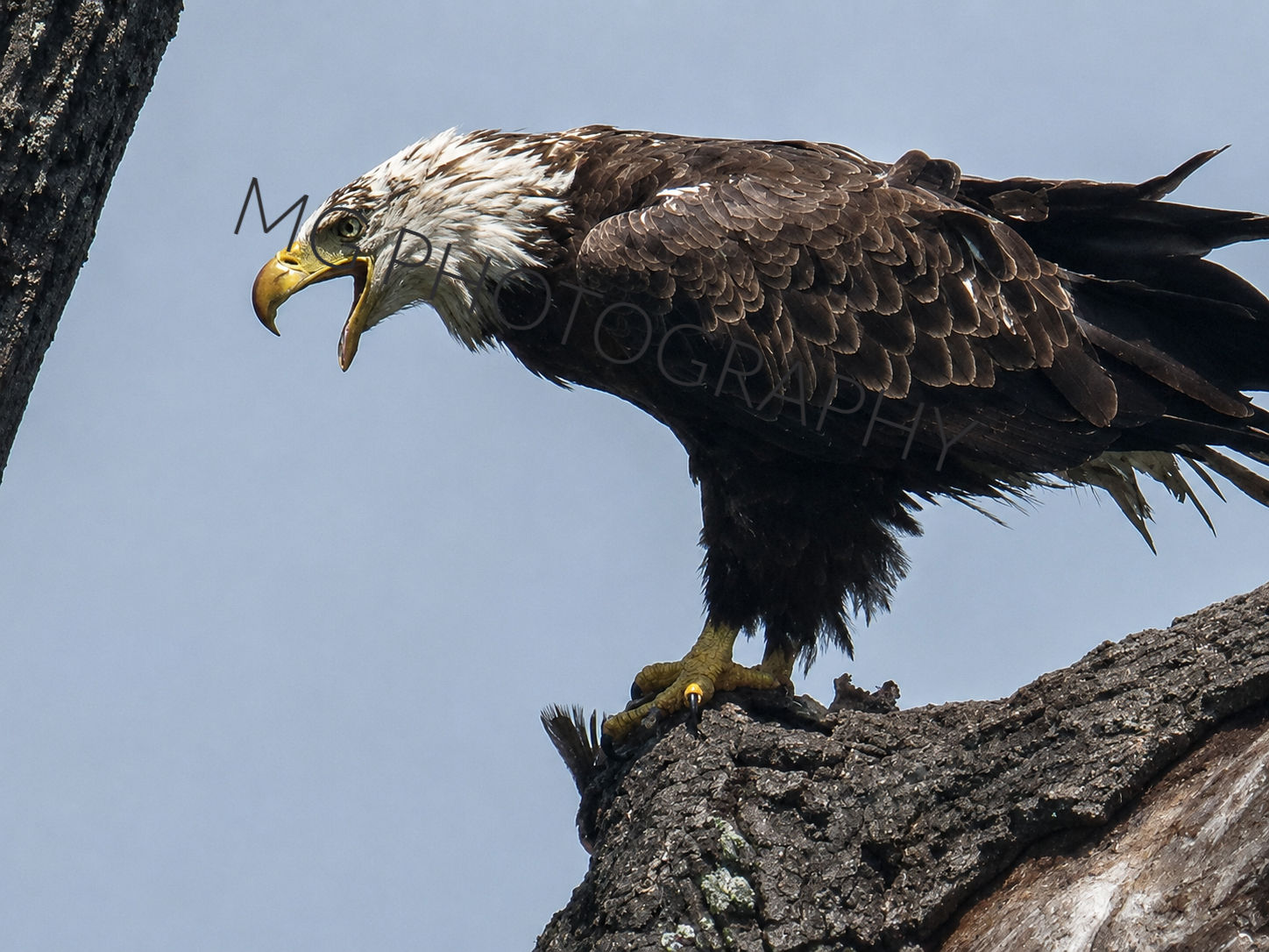Bald Eagle 1