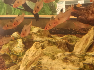 COMPETÊNCIA ESPERMATOZOIDE