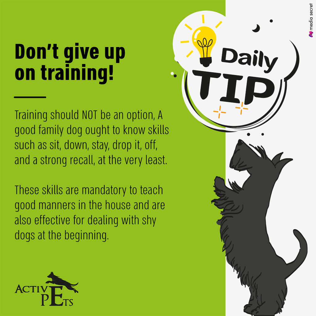 Active Pets