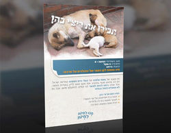 תנו לחיות לחיות