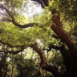 Tree tops - Oak