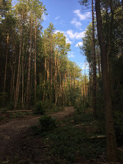 new road