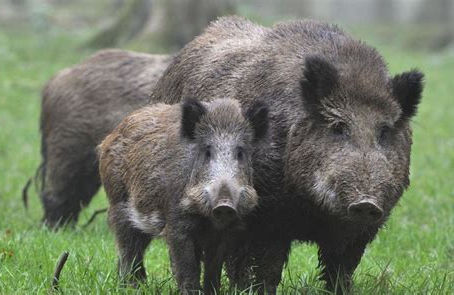 L’imposture des cochongliers.