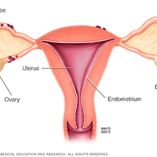 Endometriosis Pictures: A Visual Guide to Understanding The Condition