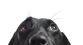 Benefícios TROFÉU DA CASA PET CARE