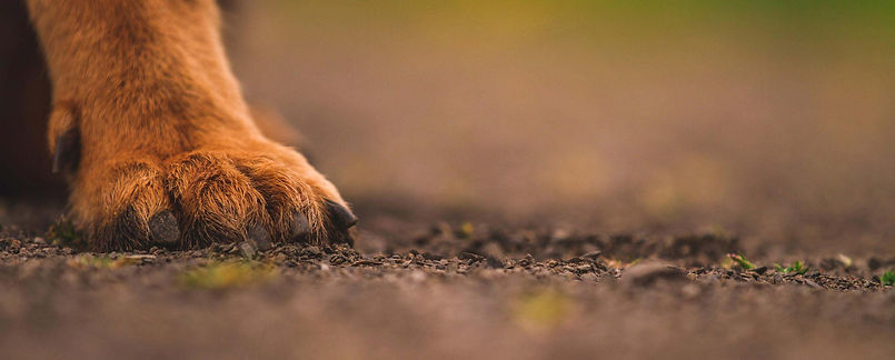 homepage top pet care