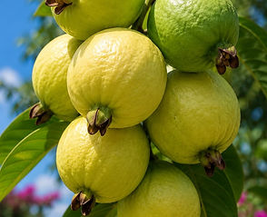 Guava fruit grown through Hand2Hand tree plantation initiative
