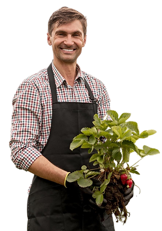 happy-farmer-with-uprooted-strawberry-plant-garden.png
