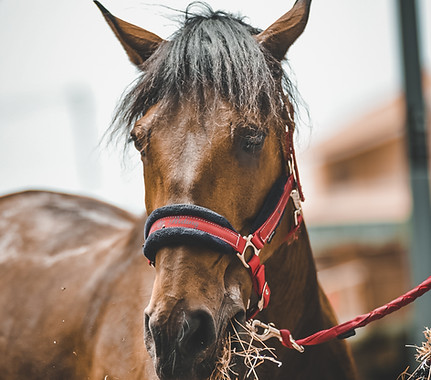 vertical-shot-horse-eating-hay.jpg