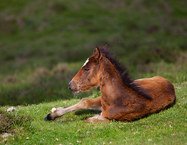 brown-foal-lying-ground-surrounded-by-hills-covered-greenery-with-blurry-background.jpg