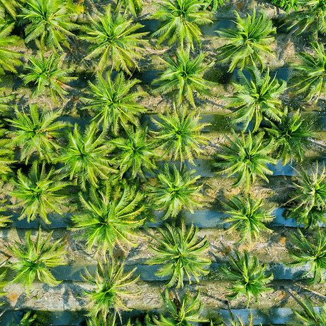 aerial-view-coconut-palm-trees-plantation.jpg