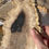 Thumbnail: Petrified Wood Slab