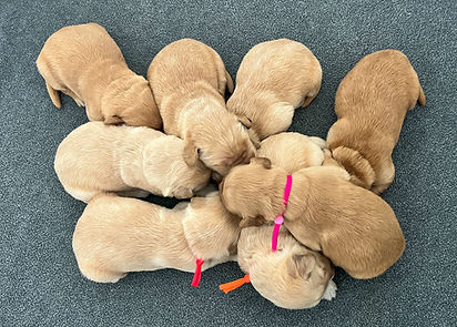 1 week old.jpg