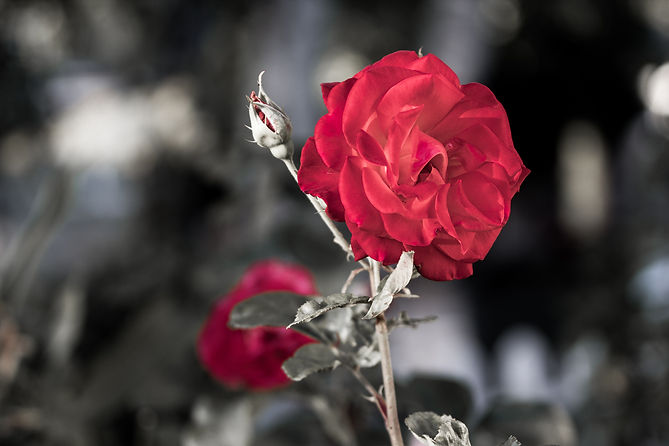 red rose.jpg