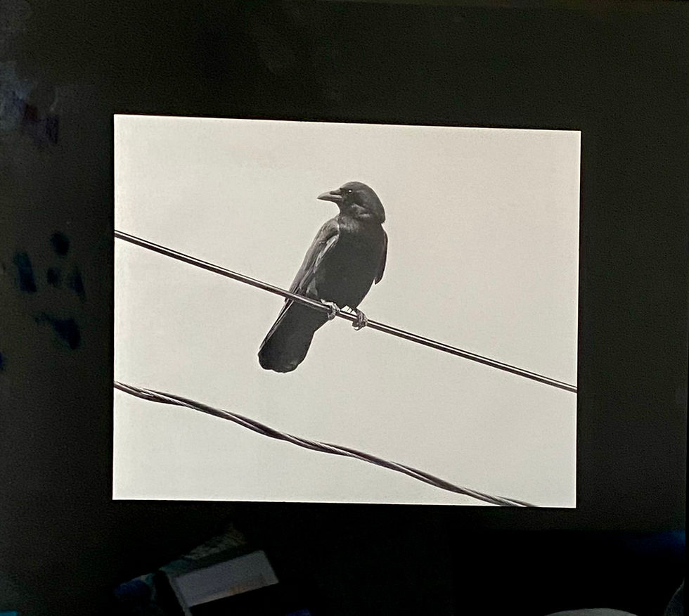 Thumbnail: Susan Moore: Eastport Crow