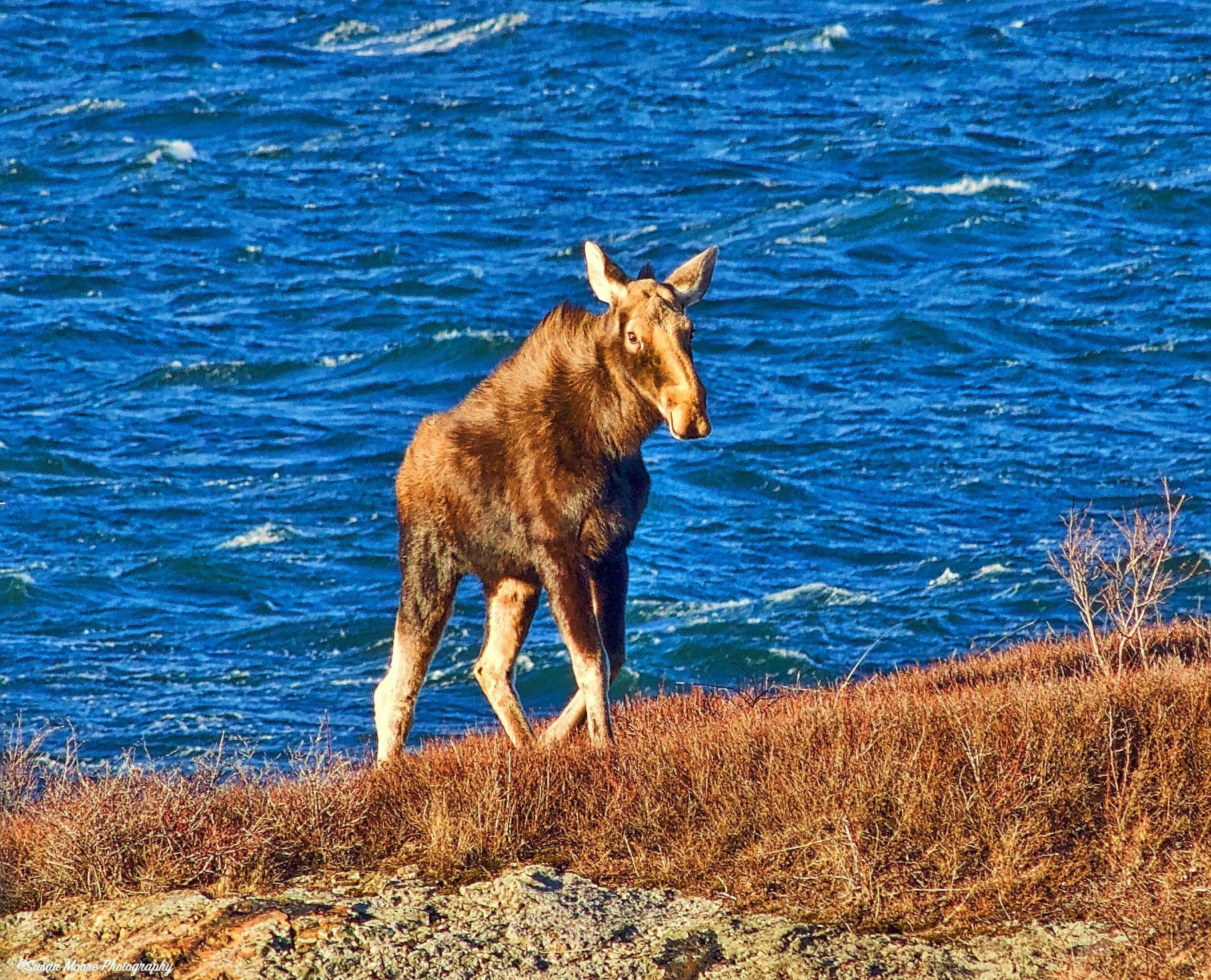 Susan Moore: Eastport Moose