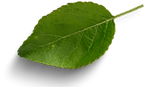 flyer farinheira (1920 px × 1080 px).png