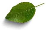 flyer farinheira (1920 px × 1080 px).png