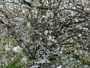 Frühjahrsreinigung für Körper und Geist