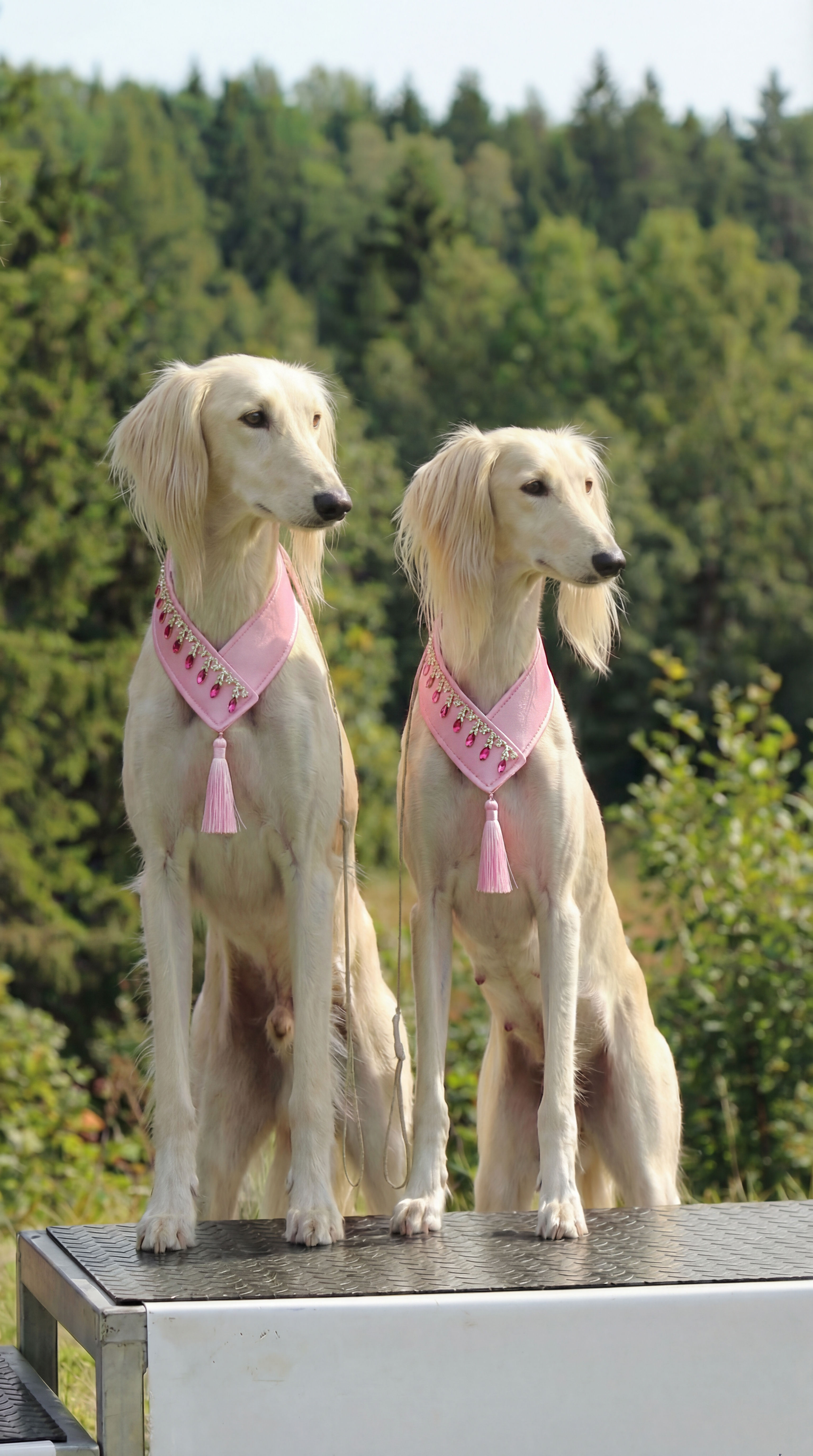 Collar for finals - light pink with chain