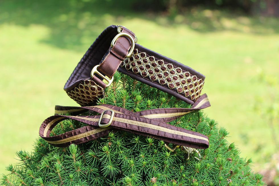 Miniatura: Obojek Brussels