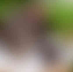 Cocker Spaniel Puppy For Sale