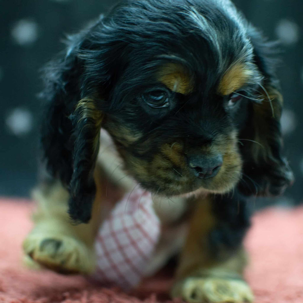 Thumbnail: Cocker Spaniel Puppy For Sale