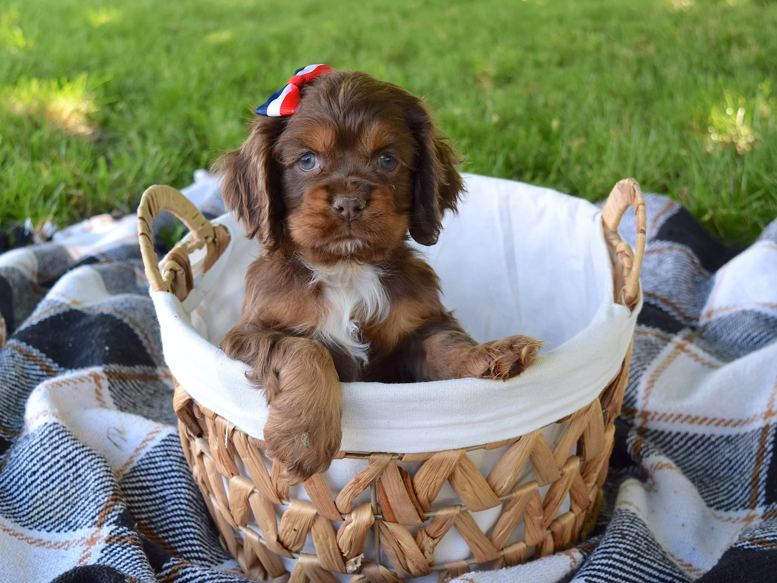 Cocker Spaniel Puppy For Sale