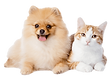 240-2401903_dog-and-cat-resting-pomeranian-and-a-cat_edited.png