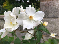 White rose.jpeg