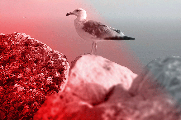 Gif_About.gif