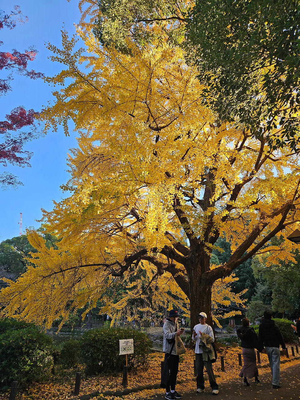 25.11.30 - Tokyo