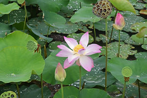 Blooming pink lotus and lotus seed capsules on a background of leaves in a pond.jpg
