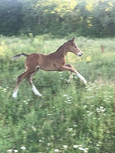 redfilly2.jpg