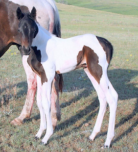filly.jpg