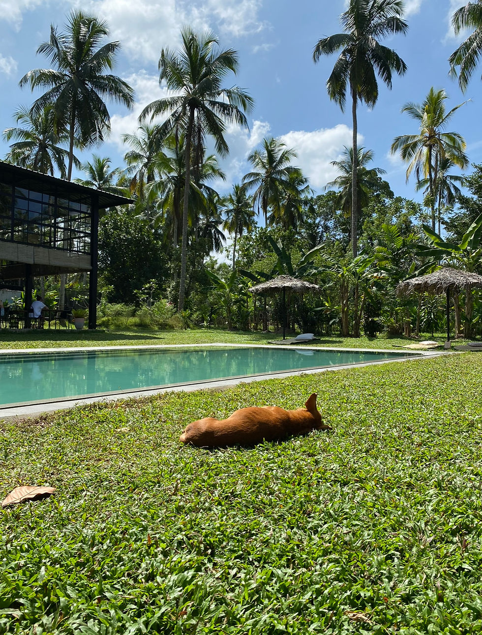 Dog relaxing by the pool
