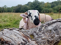 2AF5778F-DDDE-43BC-AD5F-FF6376599767_edi