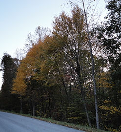 397 Dogwood Ln